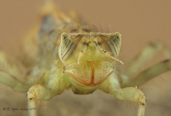 Plathemis lydia, nymph